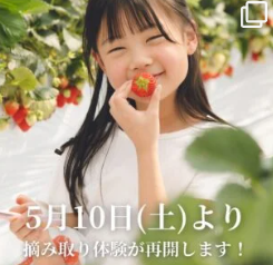 【越後姫・桃薫】いちご専門通販サイト｜苺の花ことば【公式】-新潟県上越市のいちご専門農園｜ギフト苺の通販-05-15-2025_06_57_PM (1)